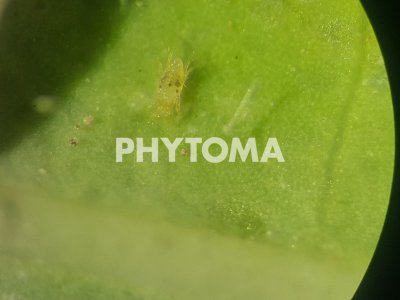 tetranychus urticae